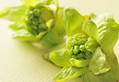 山菜1